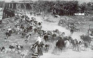 Russische Evakuierung von Vieh 