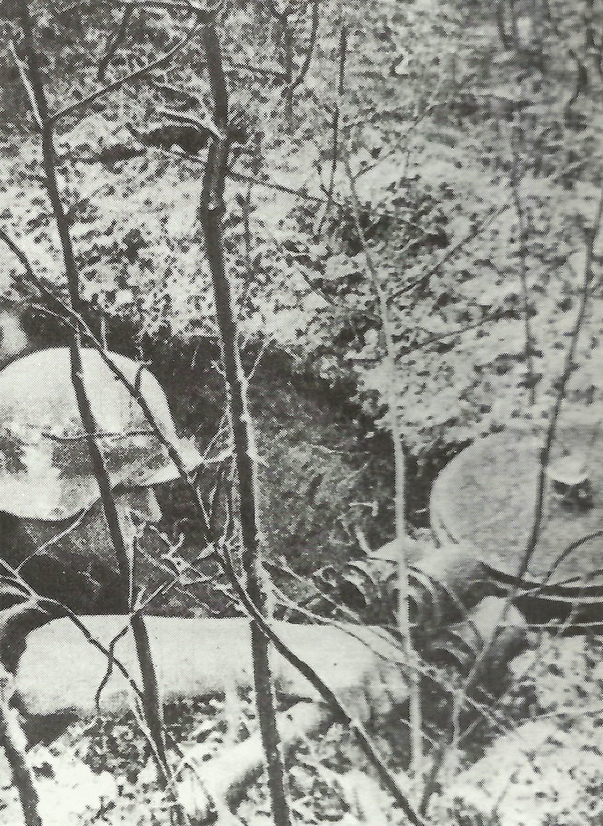 Handgranaten Wehrmacht 8 deutscher Panzernahkämpfer