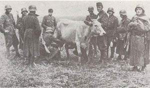 Hungarian soldiers cow 1942