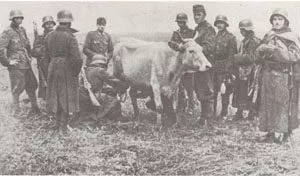 Ungarische Soldaten melken Kuh Hungarian soldiers cow 1942